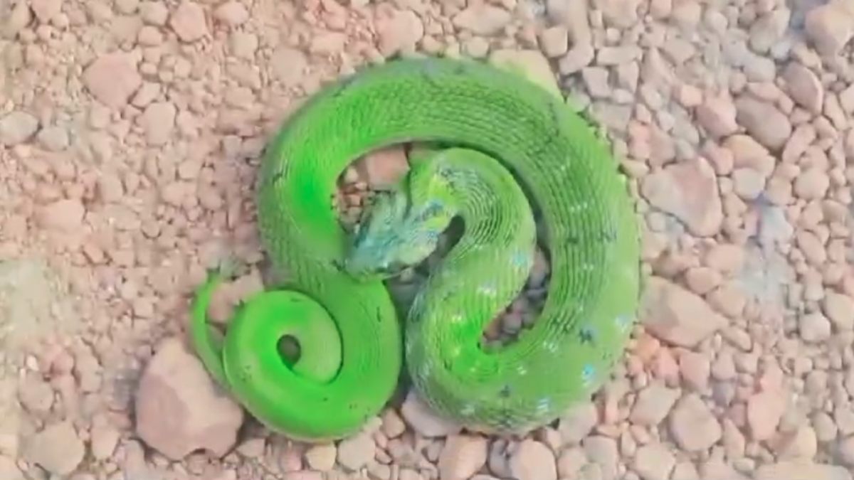 यहां निकला हरे रंग का दुर्लभ सांप, VIDEO: रहवासियों ने पहली बार देखा ऐसा Snake, घास में बैठ जाए तो ढूंढ नहीं पाएंगे आप