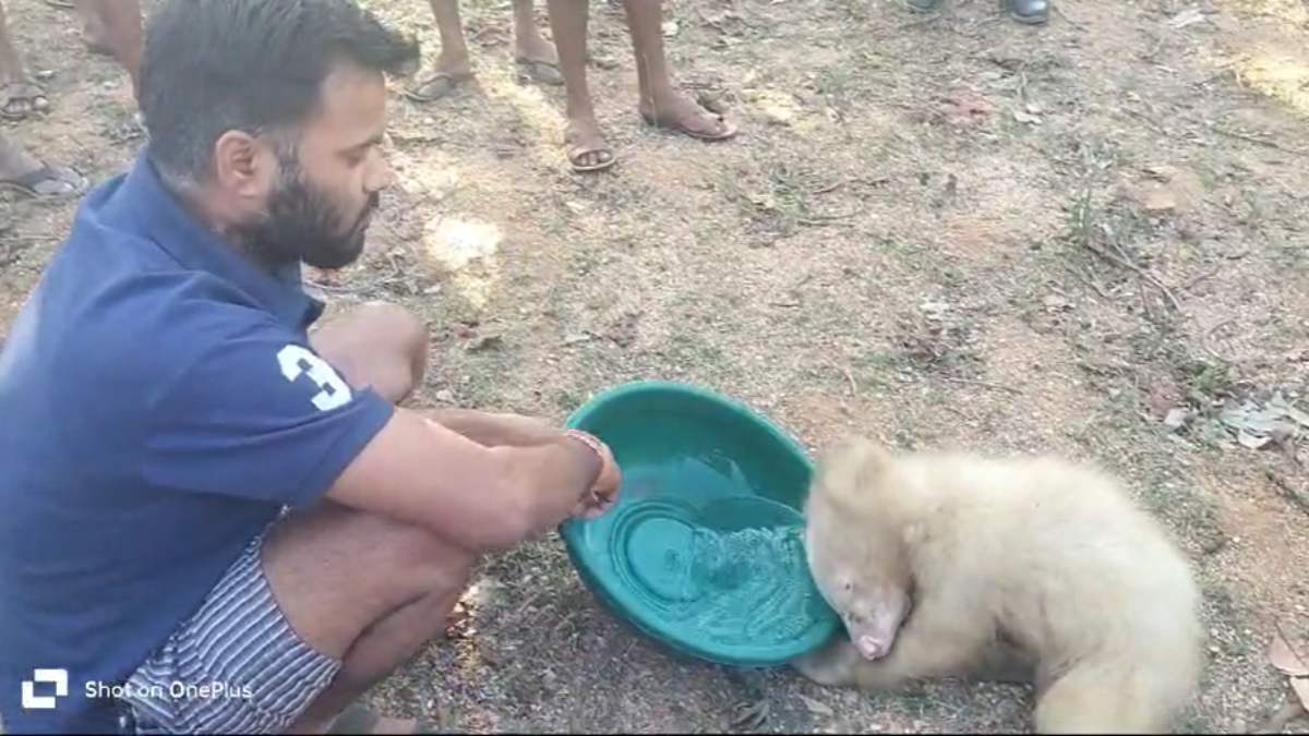 गांव में पहुंचा भालू का सफेद बच्चा, हालत सुस्त देख ग्रामीणों ने पिलाया पानी, देखें Video …