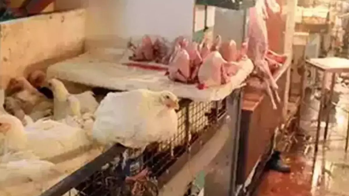 नियमों की उड़ रही धज्जियां : बिना लाइसेंस चल रहीं मीट शॉप, बेचे जा रहे दूषित मांस, रोज बिना जांच के काटे जा रहे मुर्गे-बकरे
