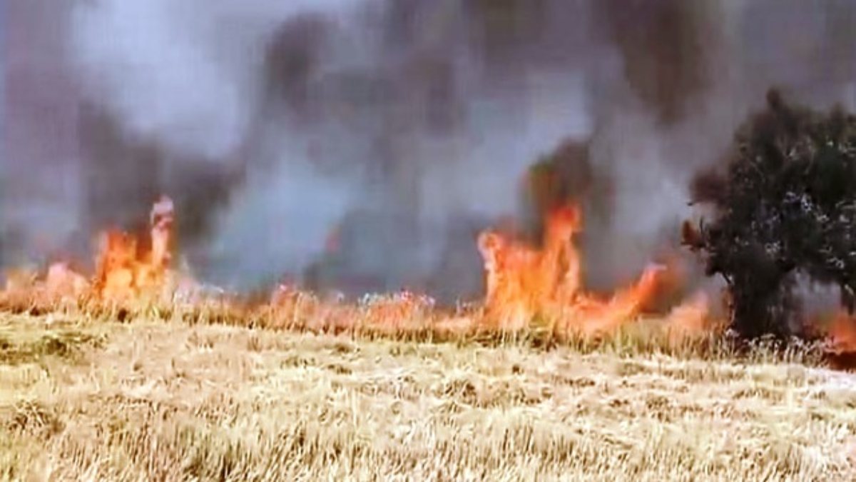 UP News : 50 से अधिक खेतों में लगी भीषण आग, गेंहू की फसल जलकर राख