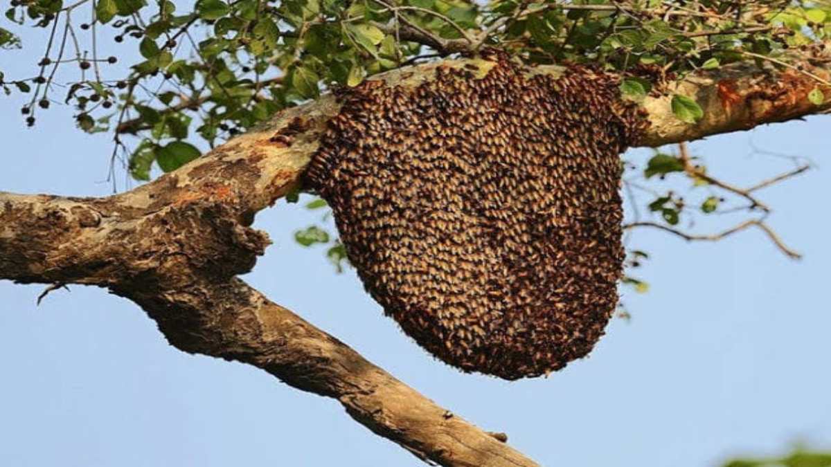 श्रद्धालुओं पर मधुमक्खियों ने किया हमला: 15 लोग घायल, सभी अस्पताल में भर्ती
