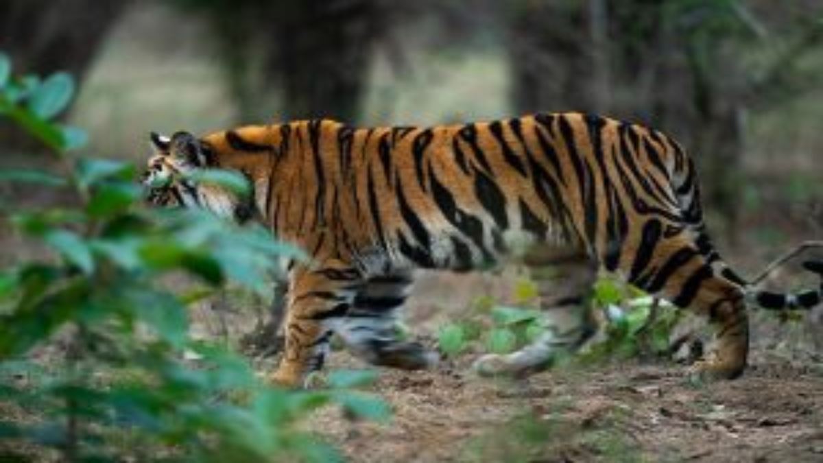 बाघ के हमले से किसान की मौत: झाड़ियों में क्षत-विक्षत हालत में मिला शव, ग्रामीणों के बीच दहशत का माहौल