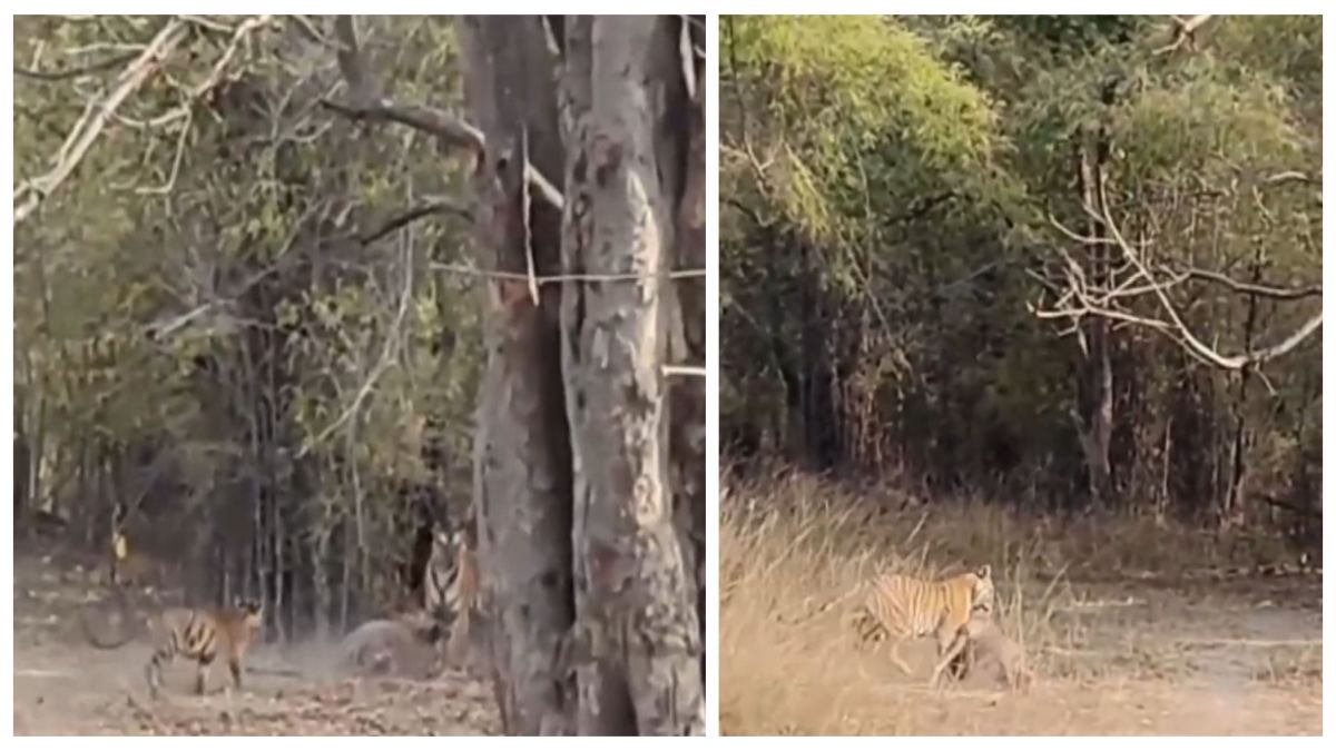 ऐसा Video देखा क्या ! बाघिन ने हिरण का किया शिकार, फिर शावकों के साथ मिलकर लगाया ठिकाने