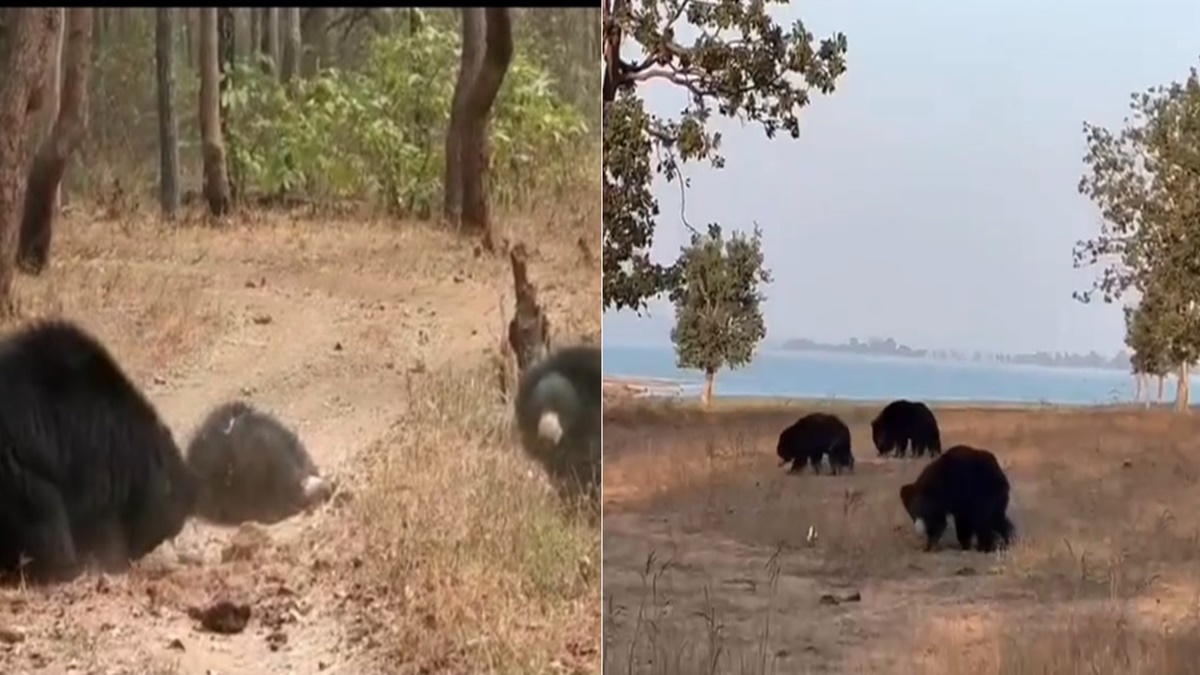 भालू के साथ शावकों की मस्ती का Video: बच्चों की तरह जमीन पर लोट गए, देखकर आप भी हो जाएंगे लोटपोट
