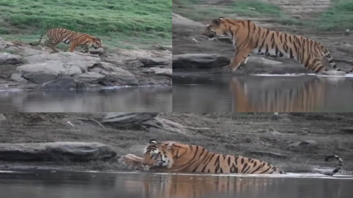 Tiger Ka Video : सतपुड़ा के टाइगर ने ऐसे बुझाई प्यास, वीडियो देख रोमांचित हो गए लोग 