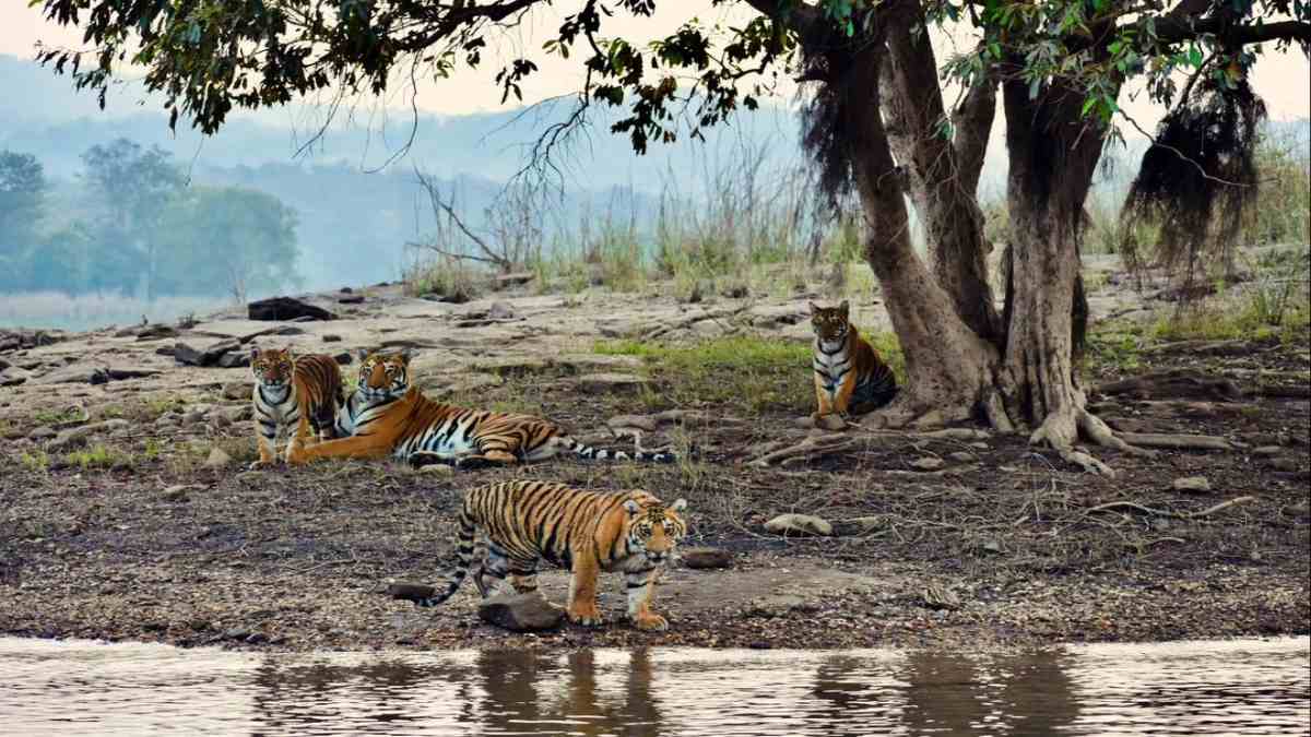 Satpura Tiger Reserve: मदर डे पर अपने शावकों के साथ घूमते नजर आई बाघिन मछली, विदेशी पर्यटकों ने कैमरे में किया कैद