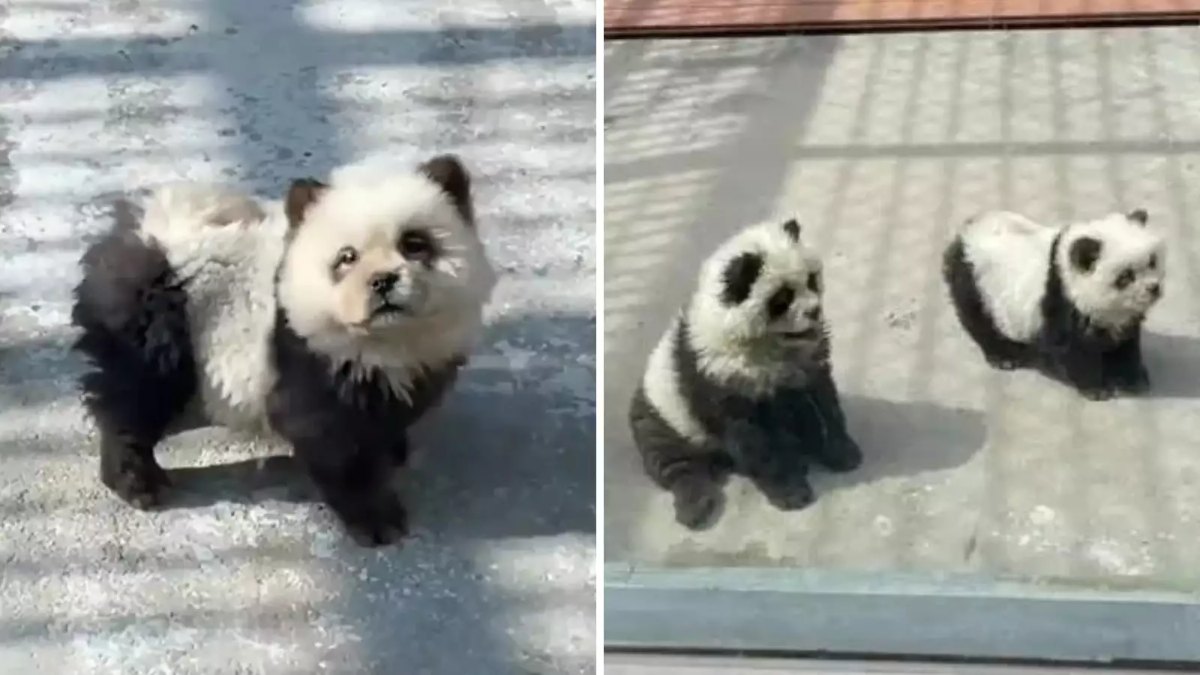 इस चिड़ियाघर ने किया एक अनोखा देसी जुगाड़, बनाया कुत्ते को ही पांडा …देखें Viral Video