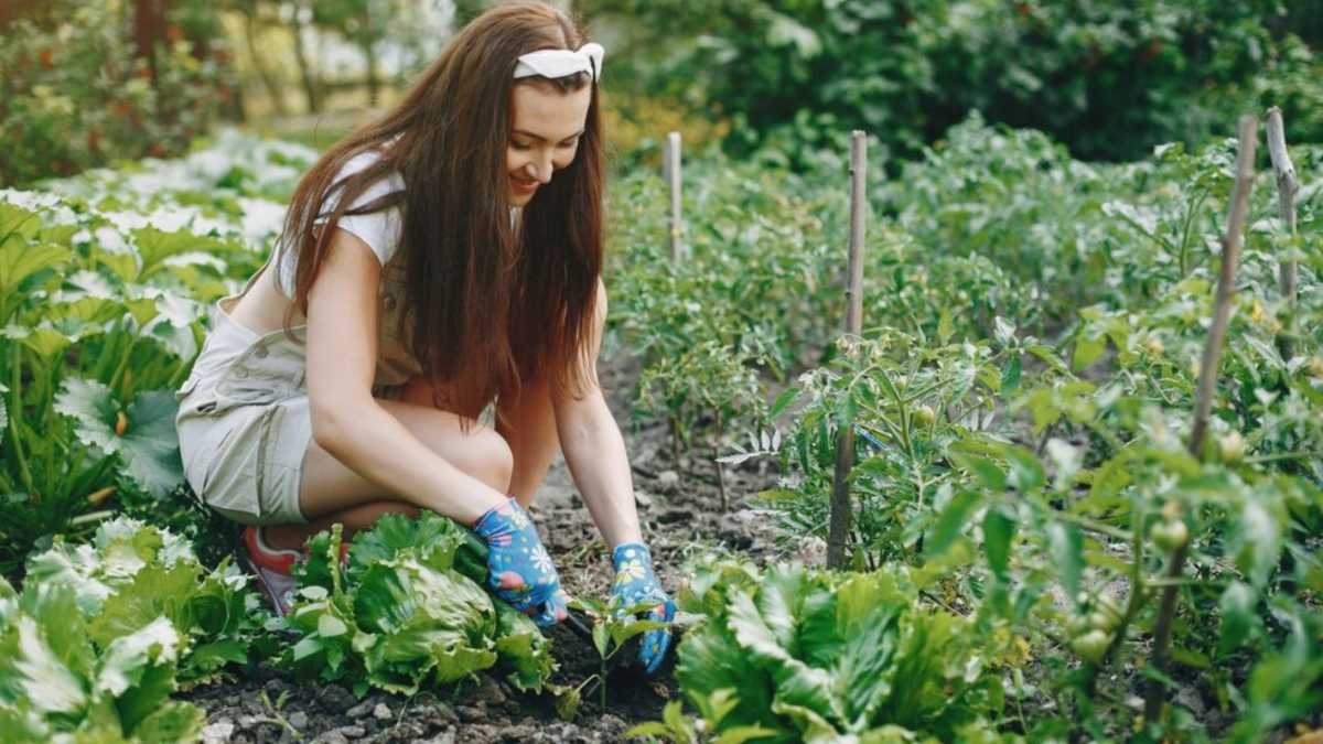 क्या आपने भी लगाई है अपने छत के गार्डन में सब्जियां? तो ये सभी गलतियाँ करने से बचें
