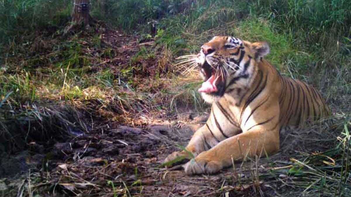Pilibhit News : खेत में घुसा बाघ, काम कर रहे तीन किसानों पर किया हमला, तीनों की हालत गंभीर