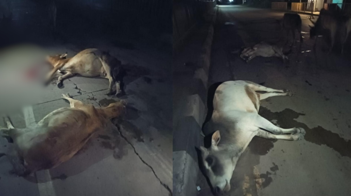 CG News : नेशनल हाइवे पर अज्ञात वाहन की टक्कर से 25 मवेशियों की मौत, गौ रक्षकों में भारी आक्रोश