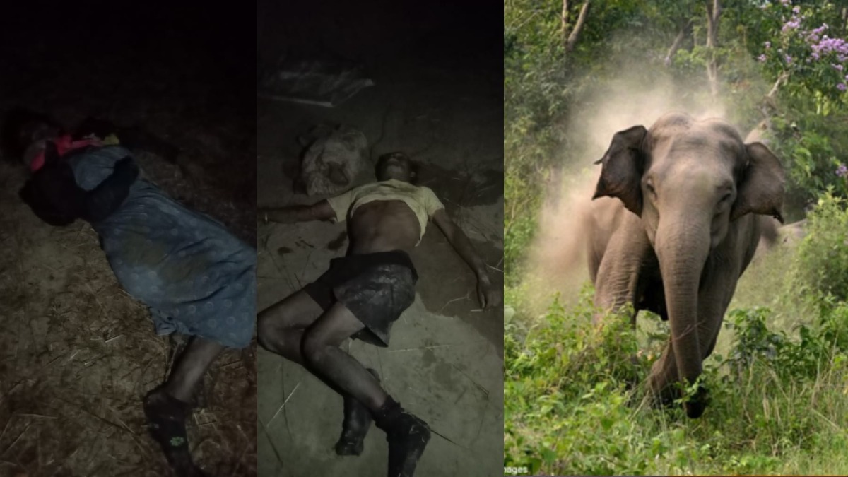 CG News : नहीं थम रहा गजराज का आतंक, सो रहे पति-पत्नी को कुचलकर उतारा मौत के घाट