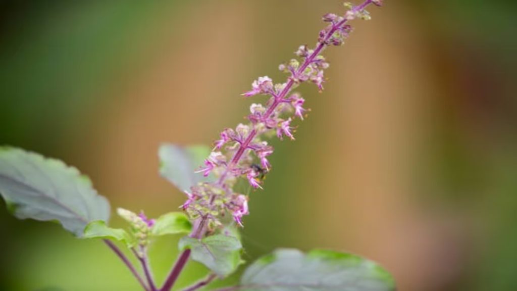 Benefits of Tulsi Plant Flowering