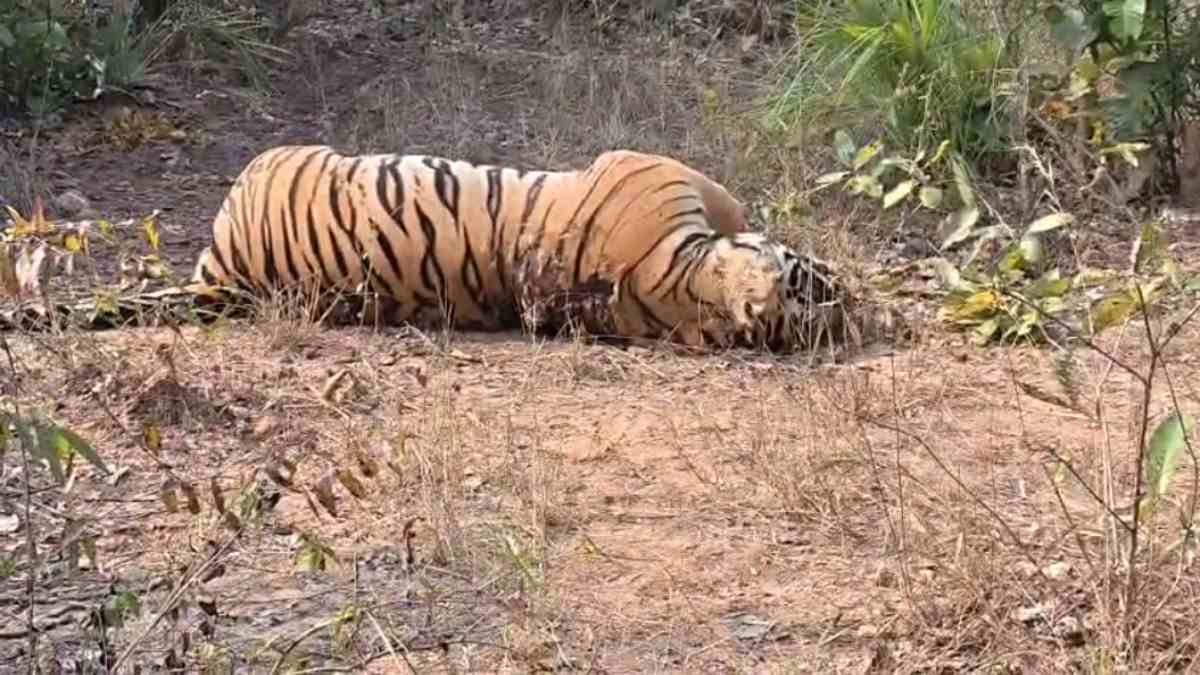 CG NEWS: संदिग्ध परिस्थिति में मिला बाघ का शव, शिकारी हमले की आशंका…