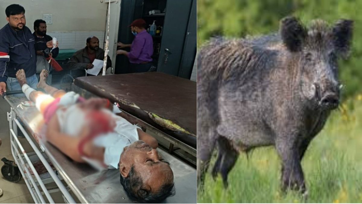 Wild Boar attack : जंगली सुअर ने चौकीदार पर किया हमला, बहादुरी से लड़कर बचाई जान, गंभीर रूप से घायल