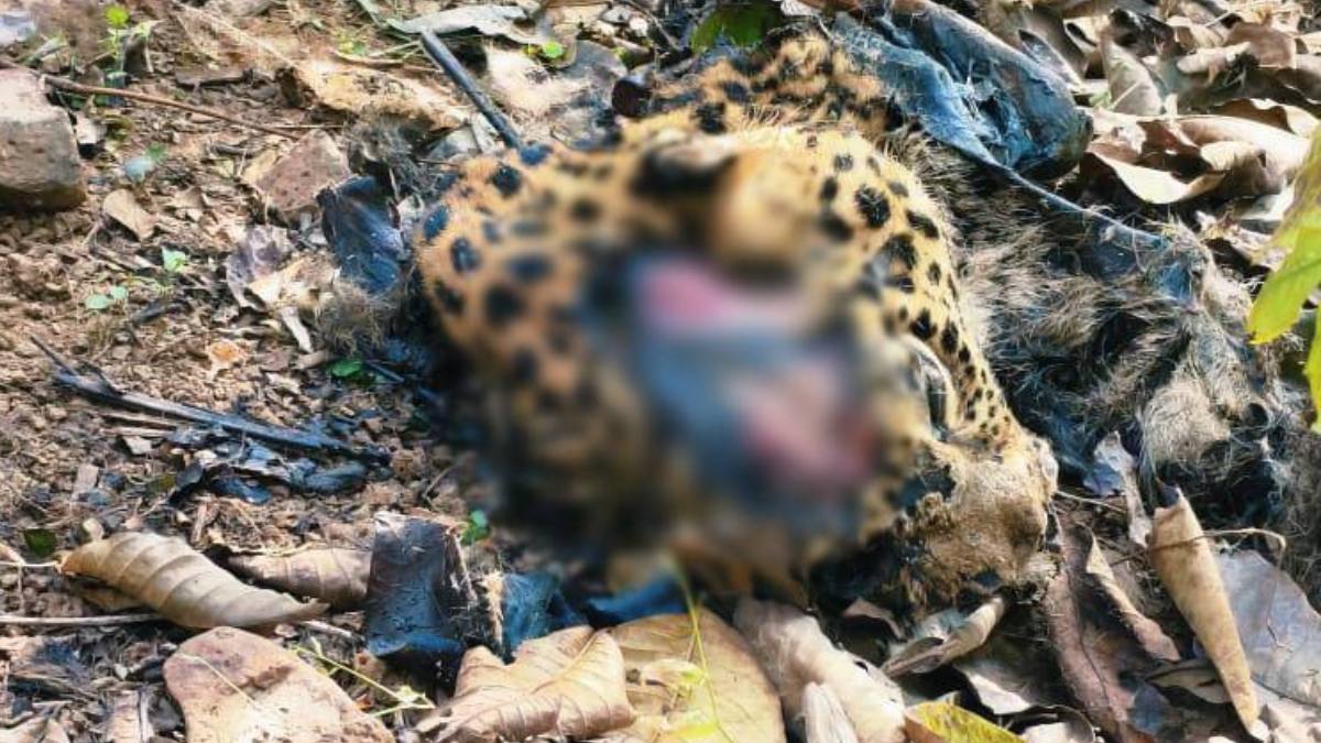 बाइसन के बाद तेंदुआ का शिकार! जंगल में मिली तेंदुए की सड़ी-गली लाश, वन विभाग में मचा हड़कंप