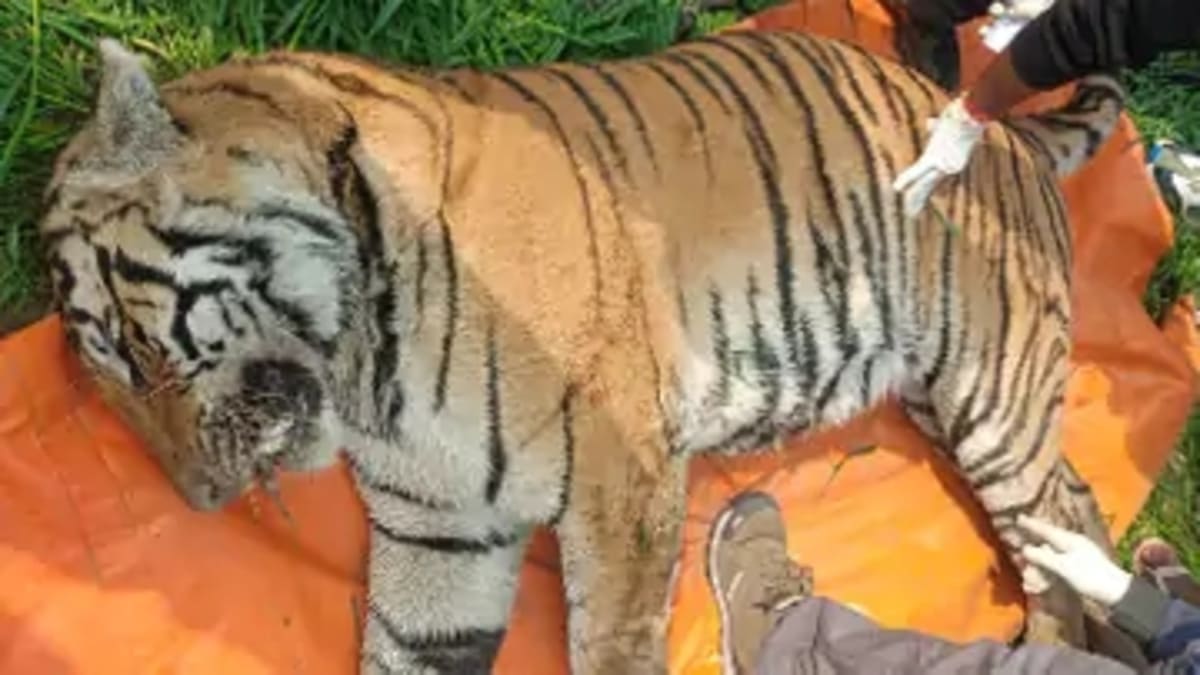 करंट की चपेट में आकर दो वर्षीय बाघ की मौत, डोहरम नदी किनारे मिला शव