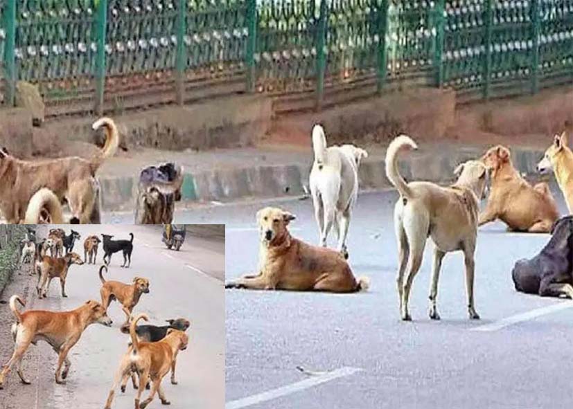 दिल्ली का ये पुराना अस्पताल बनेगा आवारा कुत्तों का नया ठिकाना, एक साथ 500 से ज्यादा का इंतज़ाम, NDMC ने शुरू की तैयारी