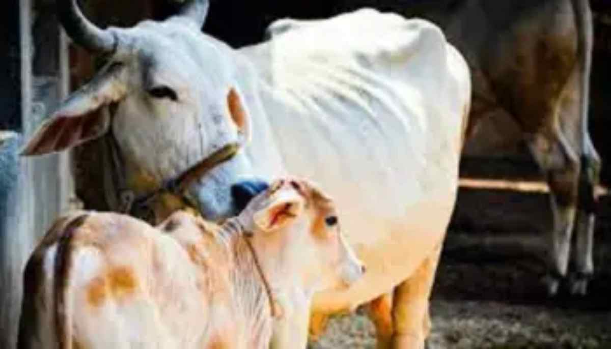 26 टन मांस जब्त, अरब देशों और चीन तक फैला था तस्करी का जाल 26 टन मांस जब्त, अरब देशों और चीन तक फैला था तस्करी का जाल