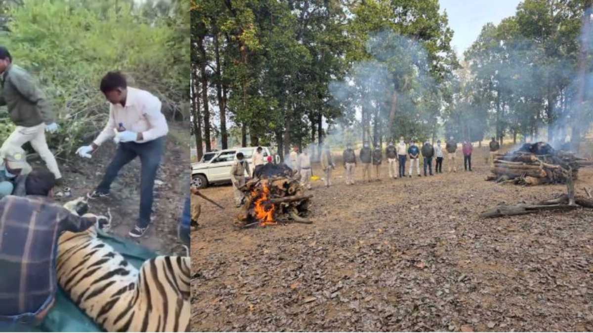 wild animals: बांधवगढ़ टाइगर रिजर्व में दो भालुओं की मौत से हड़कंप, इधर 2 बाघों में संघर्ष के बाद रेस्क्यू ऑपरेशन