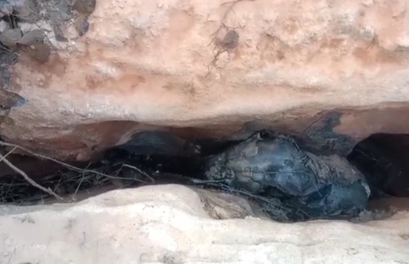 घरघोड़ा क्षेत्र में हाथी शावक की मौत, पहाड़ से उतरते समय गिरने से हुआ हादसा