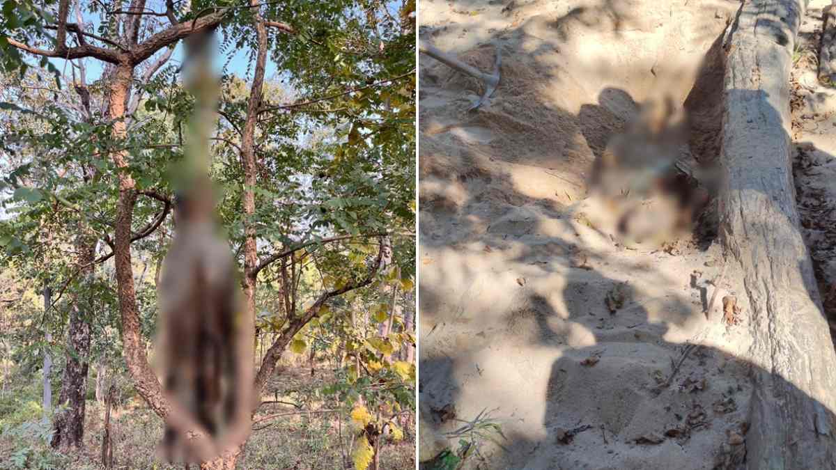 MP : कान्हा के जंगलों में लगातार दूसरे दिन मिला नर कंकाल MP : कान्हा के जंगलों में लगातार दूसरे दिन मिला नर कंकाल