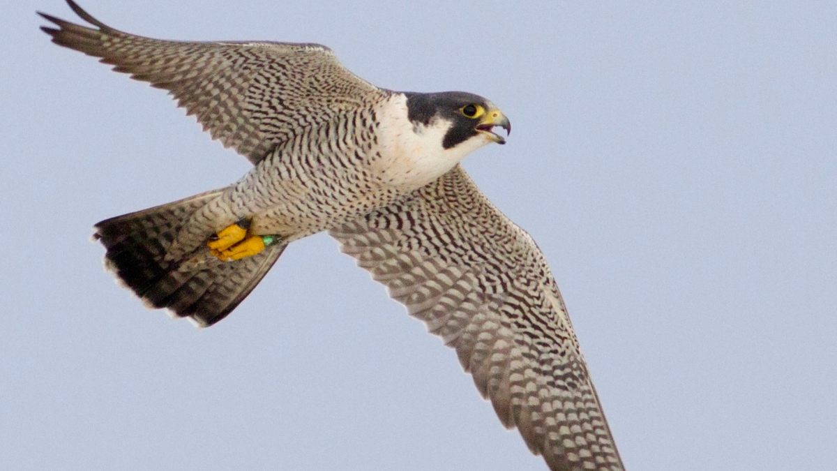 छत्तीसगढ़ : उदंती-सीतानदी टाइगर रिजर्व में दिखा दुनिया का सबसे तेज़ उड़ने वाला पक्षी पेरेग्रीन फाल्कन, शिकार पर झपट्टा मारने में है माहिर