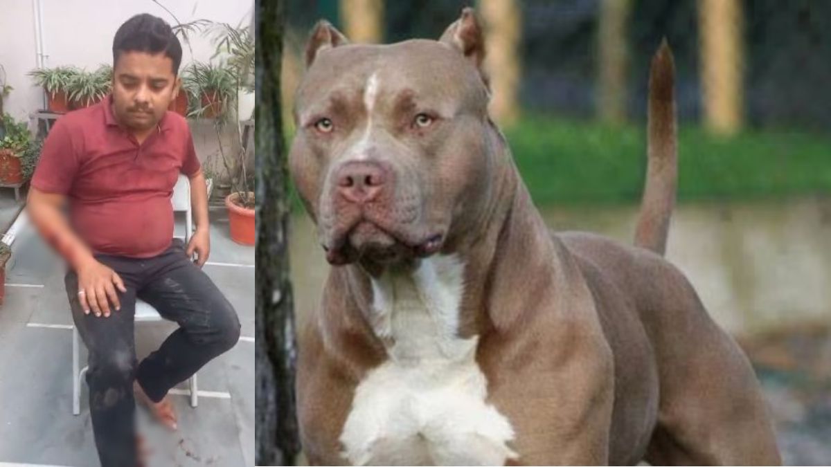 रायपुर में फिर पिटबुल डॉग का आतंक : डिलीवरी बॉय को डॉग ने बुरी तरह से नोचा, बार-बार हमले के बाद भी बस नाम भर की कार्रवाई