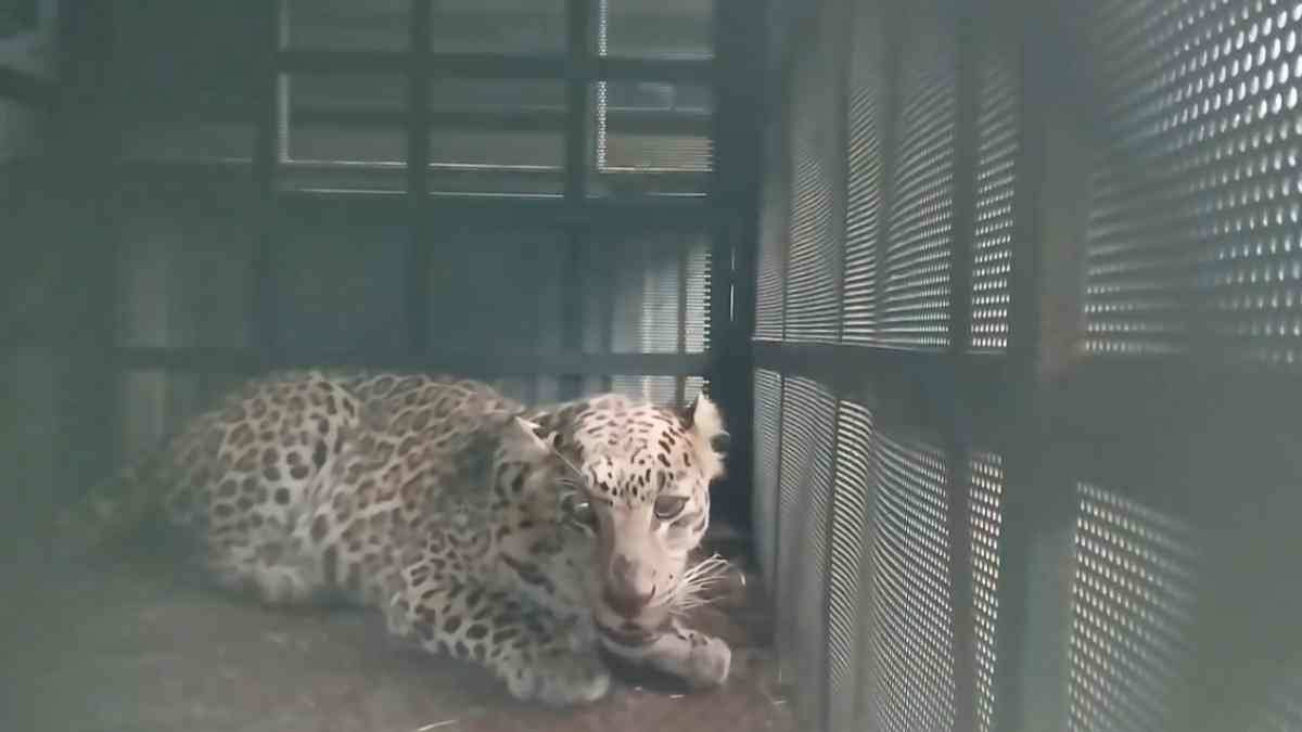 इंदौर के रिहायशी इलाके में तेंदुए की एंट्री से दहशत: वन विभाग ने किया सफल रेस्क्यू, जंगल में सुरक्षित छोड़ने की तैयारी 