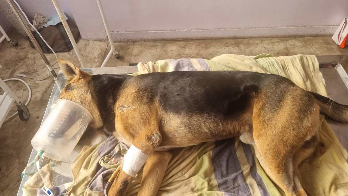 कुत्ते को जहर देकर मारने का आरोपः भूखे कुत्तों को जहर खिलाया, डॉग लवर ने थाने में की शिकायत