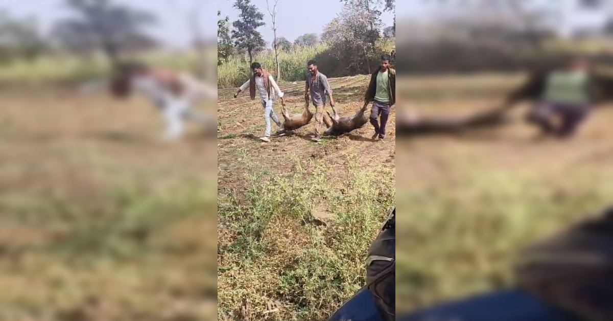 खेत में बने कुएं में गिरा जंगली सूअरों का झुंड, तीन की मौत खेत में बने कुएं में गिरा जंगली सूअरों का झुंड, तीन की मौत