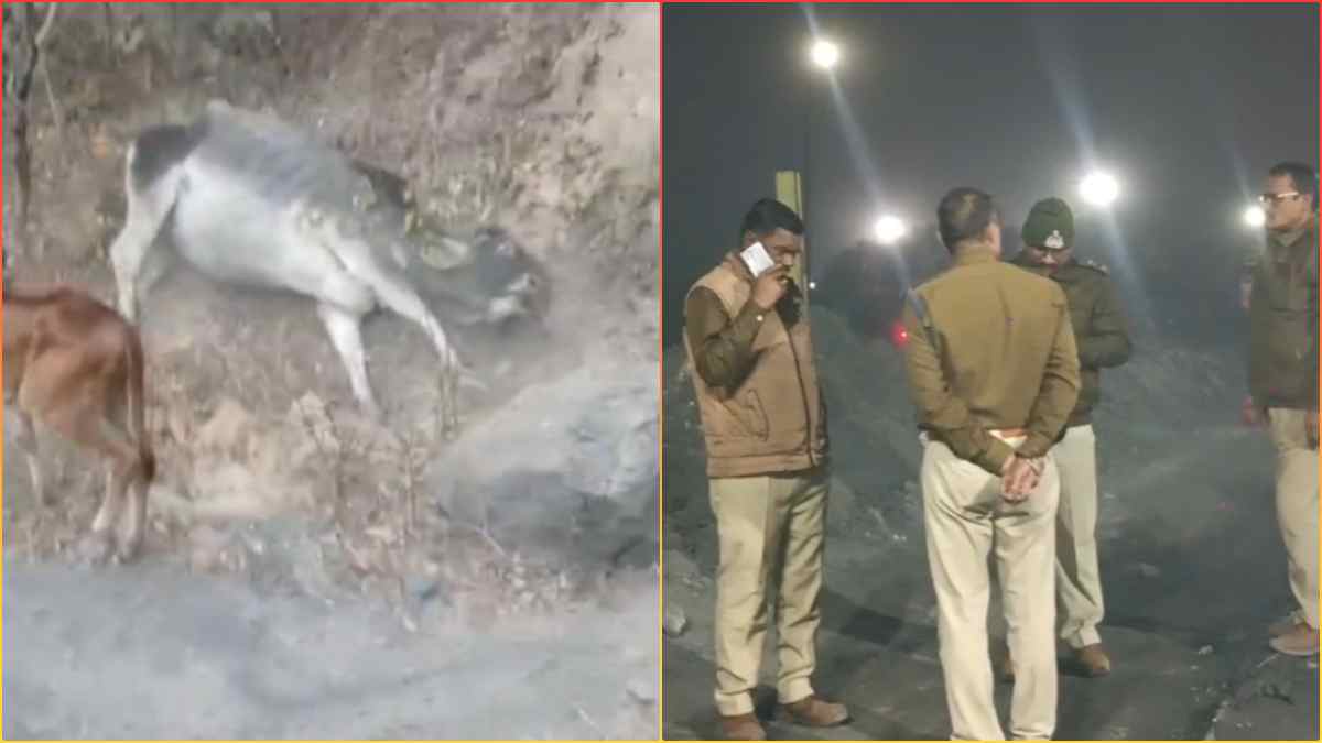 इंदौर के बाद शहडोल! अब SECL परिसर में जहरीले पानी का कहर, 8 से ज्यादा गौवंशों ने तड़प-तड़प कर तोड़ा दम