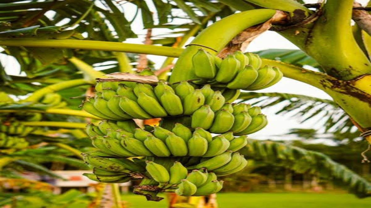 कच्चे केले को डाइट में करें शामिल, मिलेंगे कई सारे फायदे …