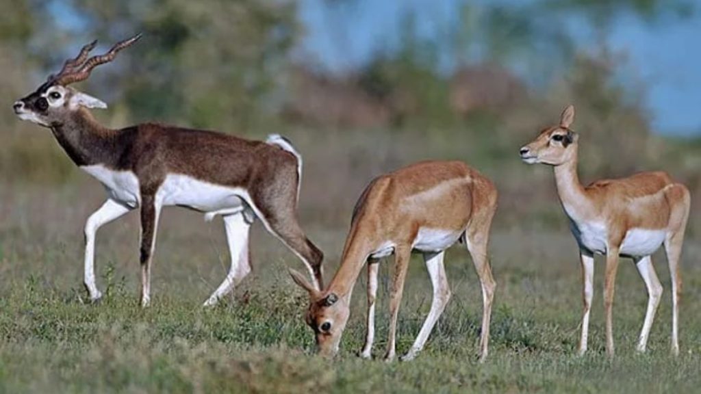 Blackbuck Census Odisha