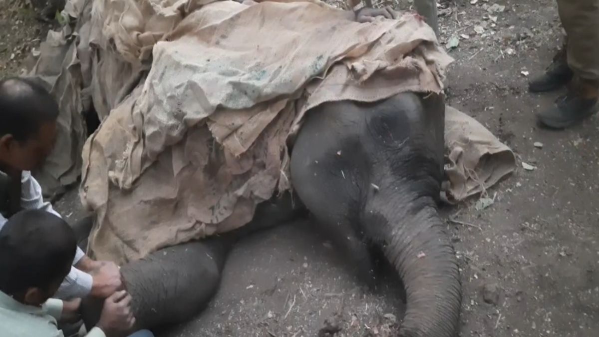 ओडिशा से भटककर छत्तीसगढ़ आई बीमार हथिनी की मौत, 7 दिन तक चला इलाज, USTR में किया गया अंतिम संस्कार