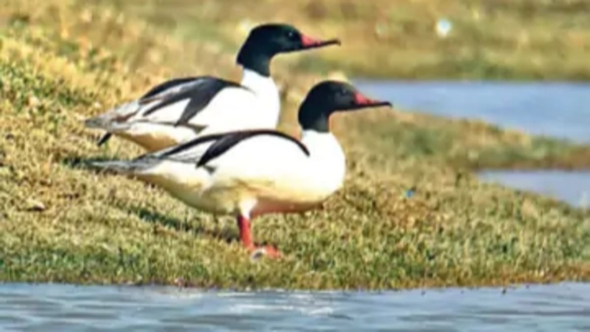 ​बिहार के 5 जिलों में ईको-टूरिज्म को रफ्तार, विदेशी पक्षियों का दीदार करेंगे पर्यटक, बढ़ेंगे रोजगार के अवसर