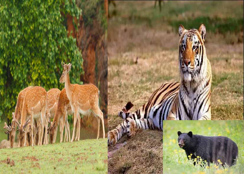 दिल्ली में हिरण से बाघ तक ले सकेंगे गोद, चिड़ियाघर में जल्द शुरू होगी सुविधा; एक दिन के लिए कितना लगेगा शुल्क?