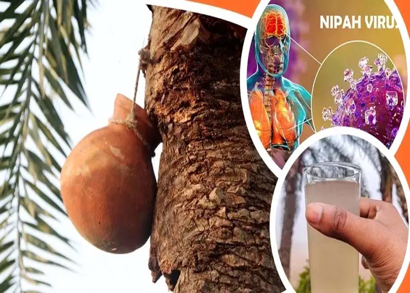 बांग्लादेश में निपाह वायरस की दस्तक, कच्चा खजूर रस पीने से महिला की मौत; WHO ने की पुष्टि; बढ़ी चिंता