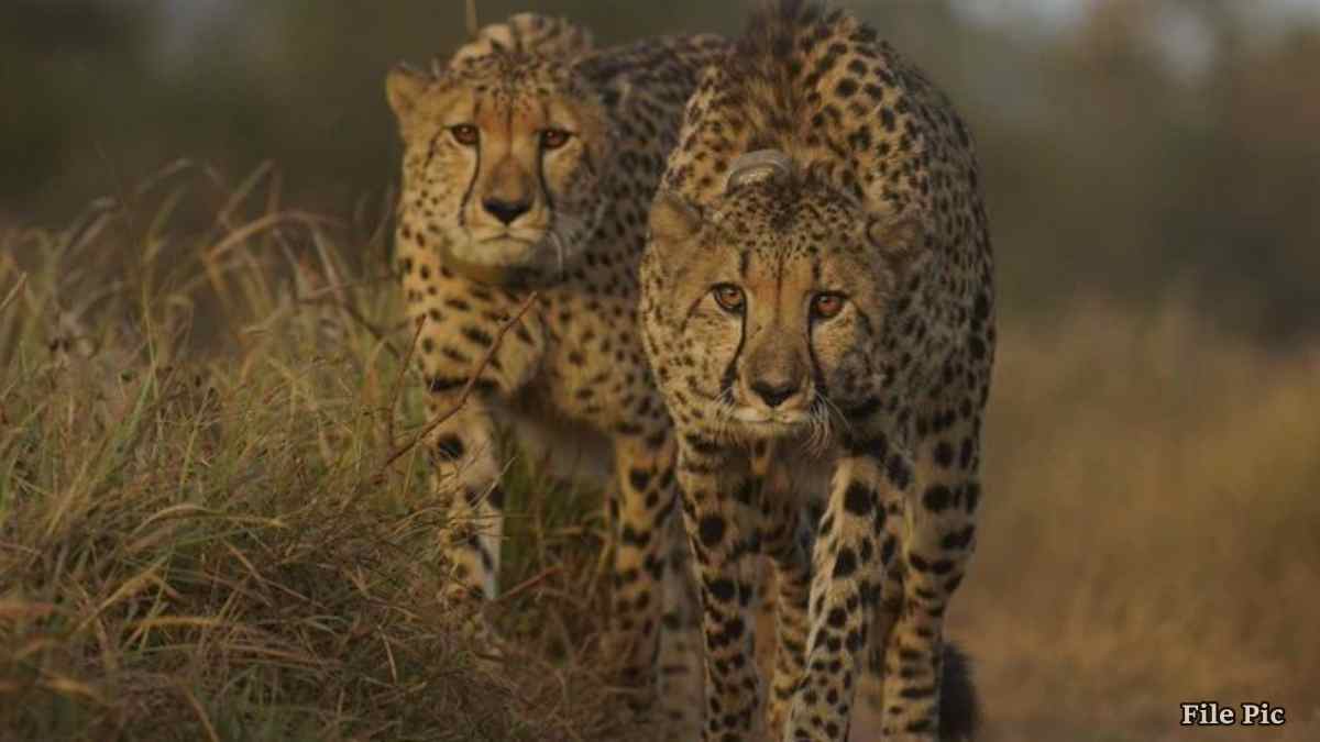 कूनो में बढ़ेगा चीतों का कुनबा: अफ्रीकी महाद्वीप से कल पहुंचेगा तीसरा बड़ा जत्था, बोत्सवाना से Indian Air Force के विमान से लाए जा रहे