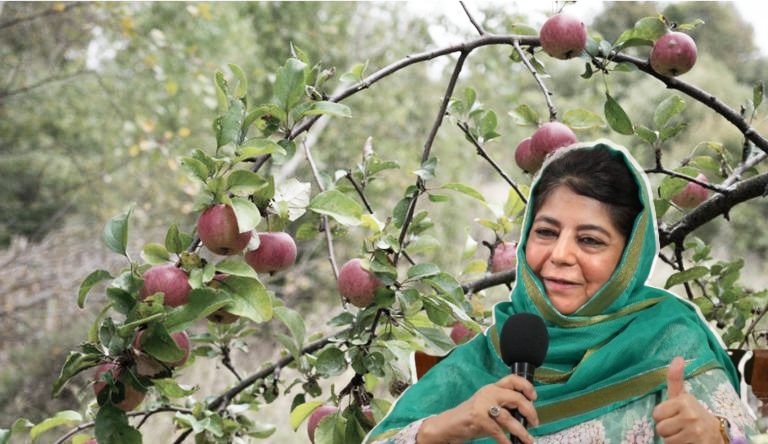 कश्मीर में रेलवे परियोजनाओं पर ब्रेक, 7 लाख सेब के पेड़ों पर खतरे से उठा विरोध ; महबूबा बोलीं- फैसले से कश्मीर की कृषि प्रधान अर्थव्यवस्था को राहत