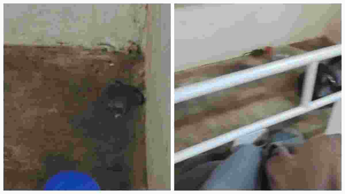 MP के अस्पतालों में चूहों का आतंक! इंदौर-भोपाल के बाद अब यहां मचाया तांडव, दहशत में आए सर्जिकल वार्ड में भर्ती मरीज और उनके परिजन  