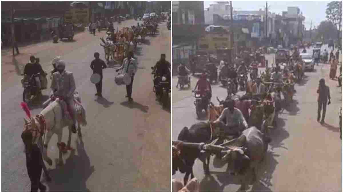 आगे घोड़ी पर दूल्हा राजा, पीछे 10-12 बैलगाड़ियां: विदिशा में बैलगाड़ी बारात बनी आकर्षण का केंद्र 