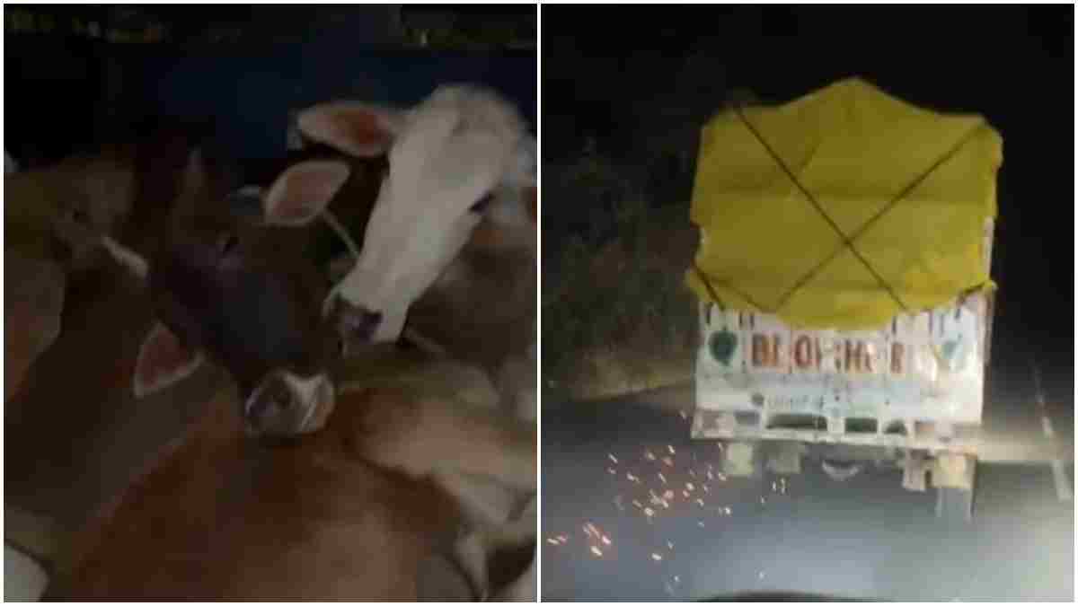बैतूल में 14 गोवंश से भरी पिकअप पकड़ाई: 70 किमी तक फिल्मी स्टाइल में हिंदू संगठन के कार्यकर्ताओं ने किया पीछा, तस्कर वाहन छोड़कर फरार 