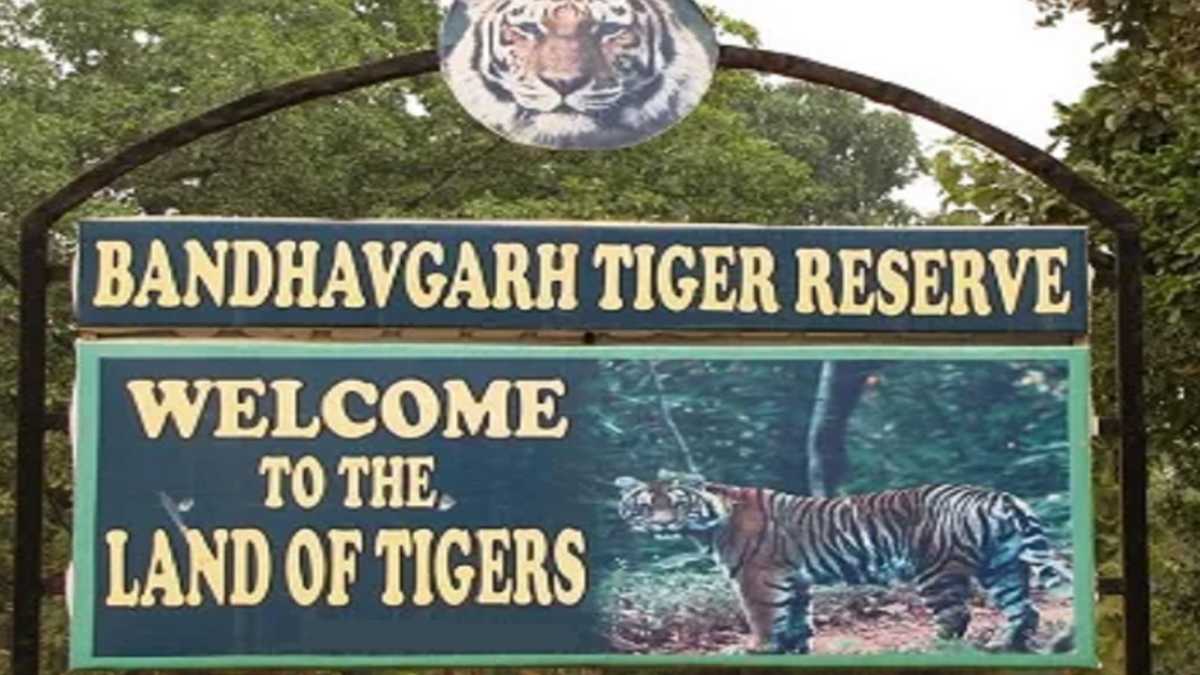 बाघों की कब्रगाह बना बांधवगढ़ टाइगर रिजर्वः ढाई महीने में 8 बाघों की हुई मौत, फील्ड डायरेक्टर की रिपोर्ट में खुलासा