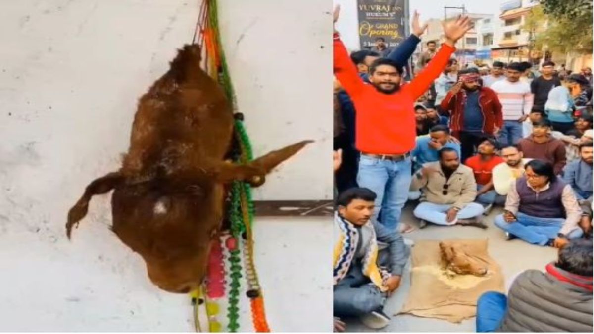 पशु क्रूरता की हदें पार: मृत बछड़े का सिर काटकर गौशाला की दीवार पर टांगा, आरोपी के खिलाफ FIR