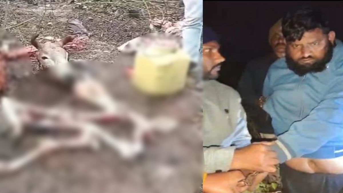 गौ मांस तस्करी का पर्दाफाश: जंगल में गौवंश की हत्या, बिरयानी सेंटरों तक सप्लाई का आरोप, 1 आरोपी गिरफ्तार