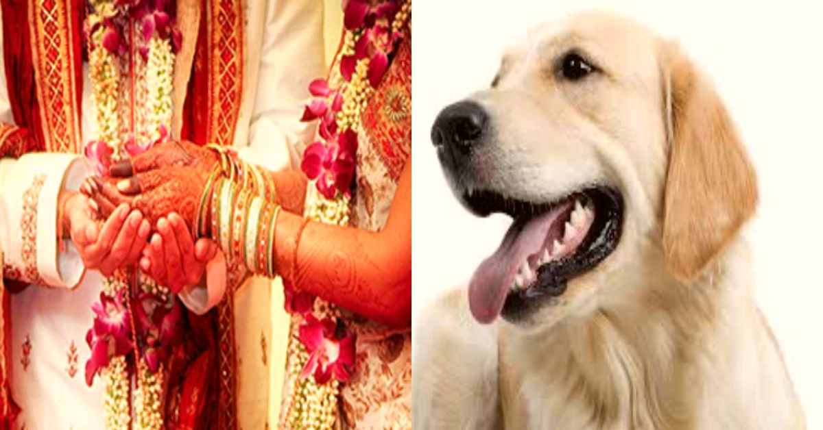 कांड कर गया कुत्ताः शादी के बीच भिड़ गए दूल्हा-दुल्हन पक्ष, लाठी-डंडे और जमकर चली कुर्सियां, मामला जान रह जांएगे हैरान