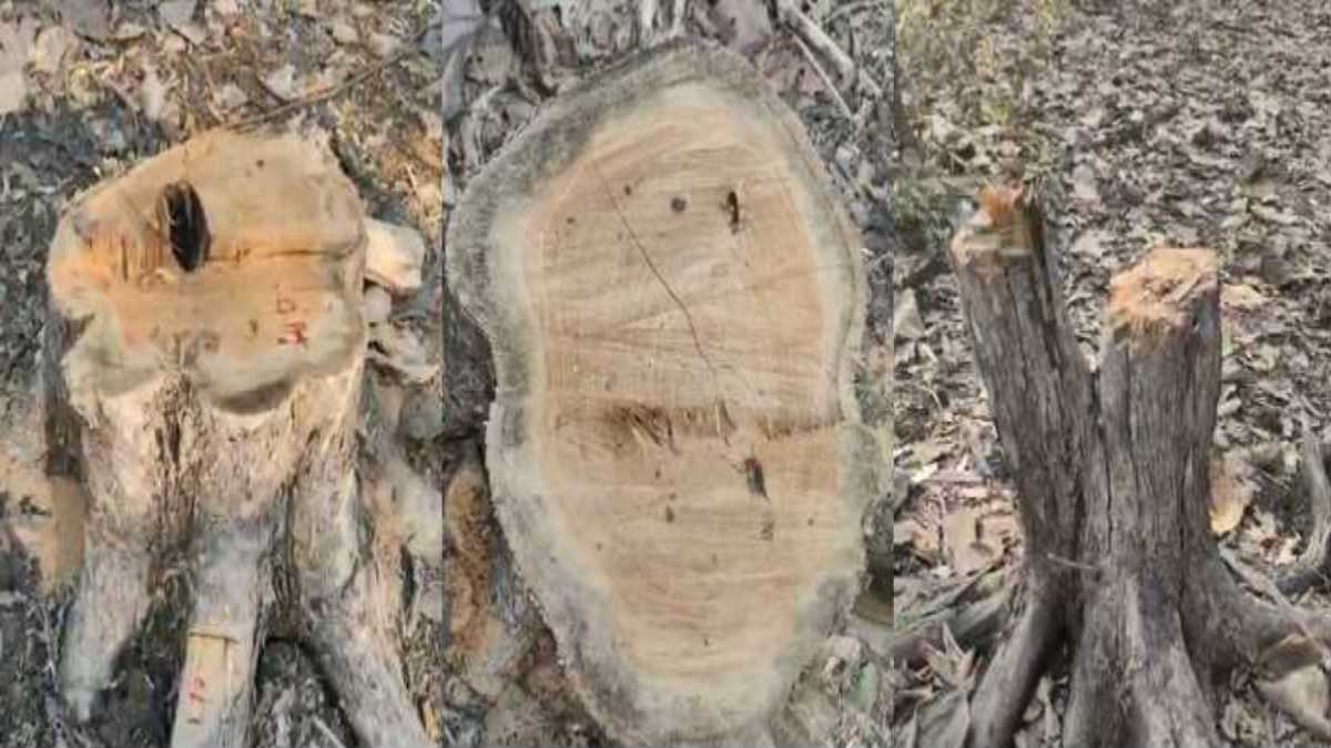 AI समिट शर्टलेस प्रोटेस्ट केस: कांग्रेस को मिली बड़ी राहत, यूथ प्रेसिडेंट उदय भानु चिब को मिली जमानत