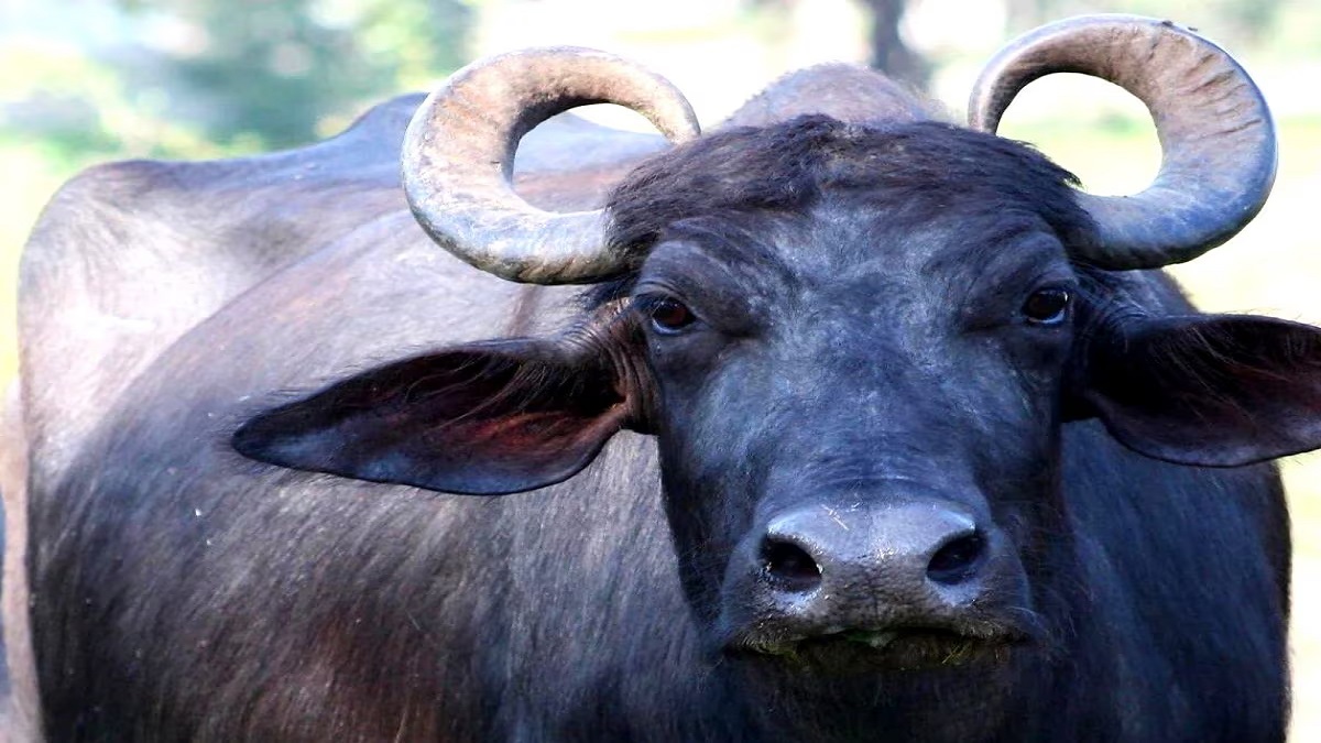 मोतिहारी में बेकाबू भैंस के हमले से मालिक की मौत, पटक-पटककर ली जान, परिजनों में शोक का माहौल