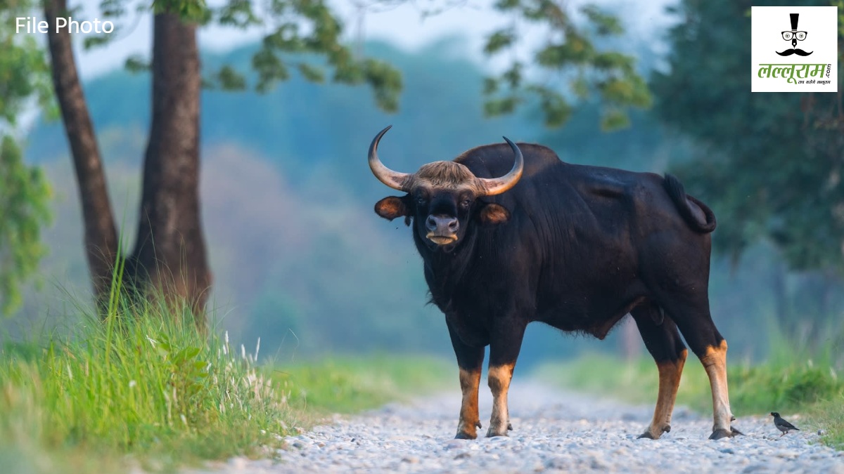 CG News : बैताल रानी घाटी में गौर की दस्तक, वन्य प्रेमियों में खुशी