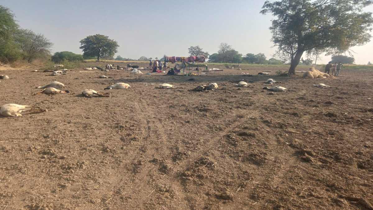 हल्दी घोल बन गया जहर! 150 से ज्यादा गाडर-बकरियों की मौत, क्षेत्र में हड़कंप, बाजार से खरीदी हल्दी में मिलावट की आशंका 